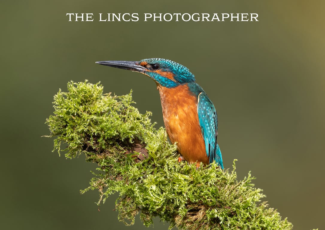 Kingfisher print (Limited edition of 10)