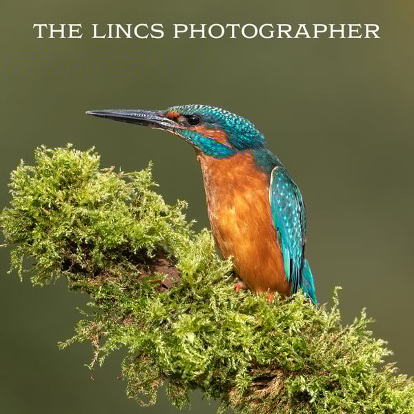 Kingfisher print (Limited edition of 10)