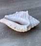  Conch shell made in .white cement blend with terracotta highlights