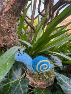 Colour Snail mounted on a wood slice