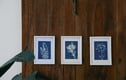 Herb Garden in Cyanotype Collection