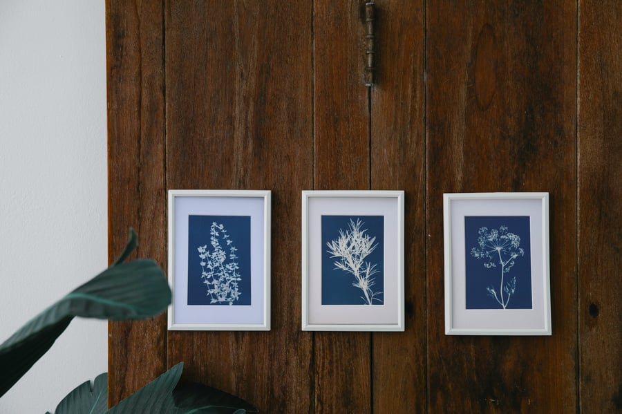 Cyanotype Photograms, Artful Aromatics- A Set of 3 Herbs 
