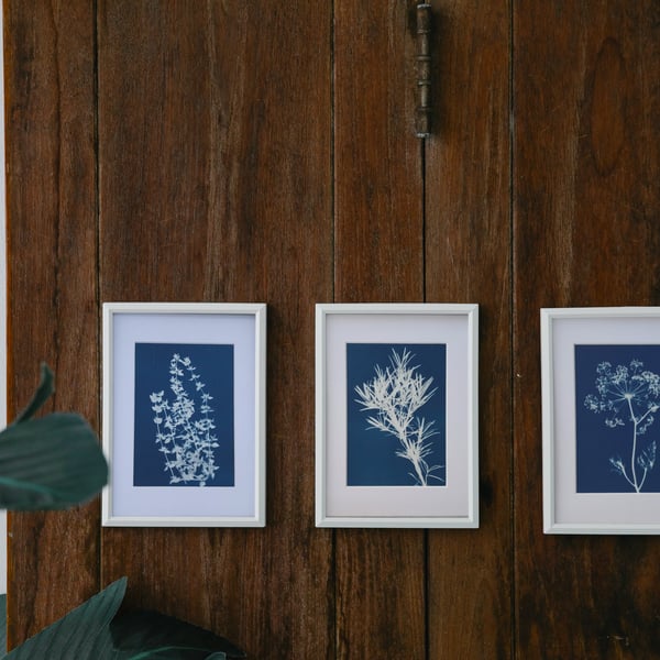 Cyanotype Photograms, Artful Aromatics- A Set of 3 Herbs 