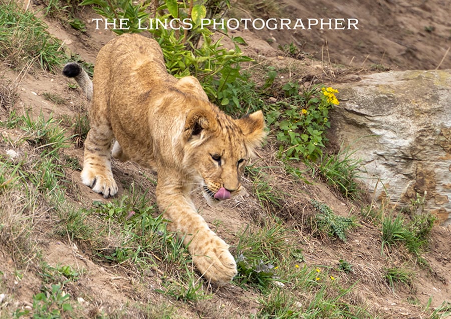 Lion print (Limited edition of 10)