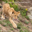 Lion print (Limited edition of 10)