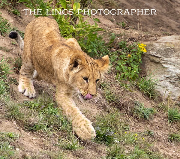 Lion print (Limited edition of 10)