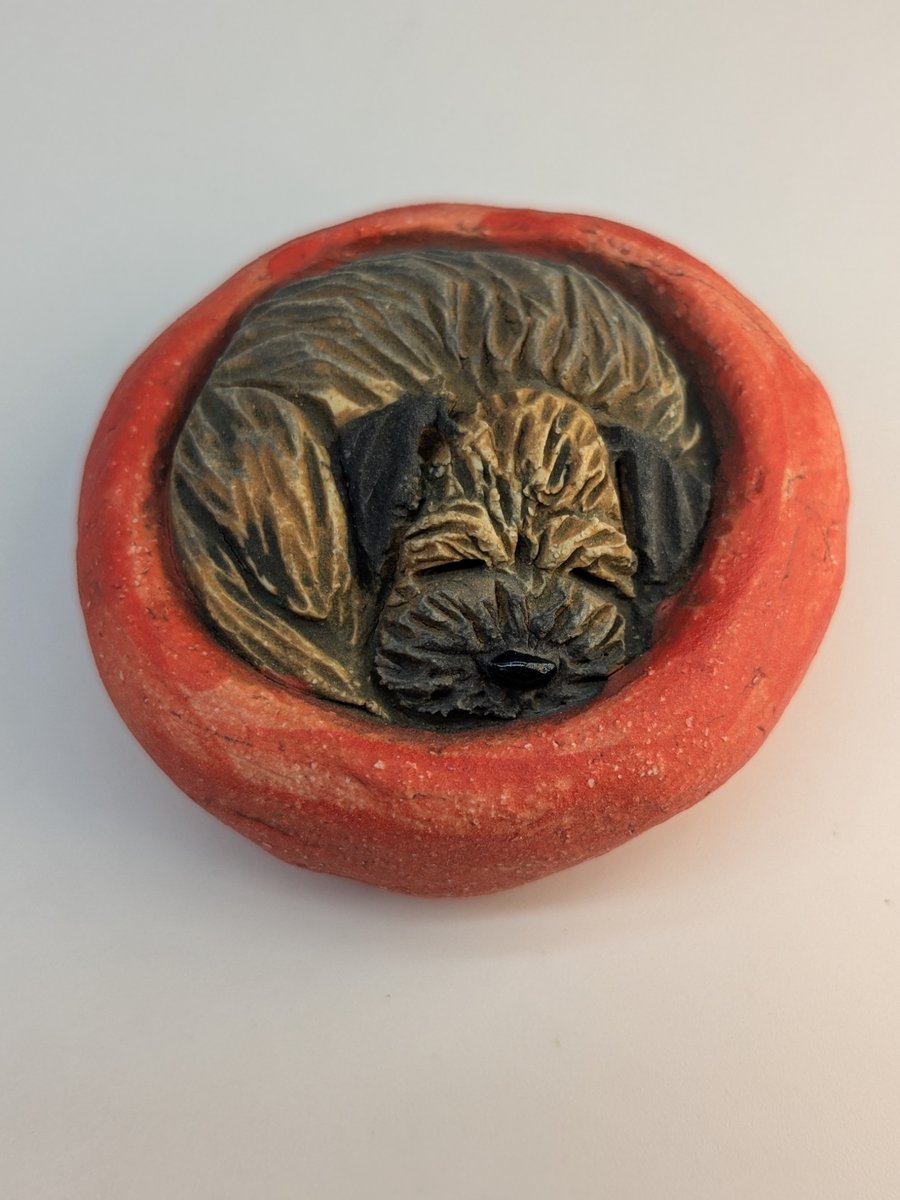 Border Terrier Yorkshire Pudding - 11