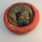 Border Terrier Yorkshire Pudding - 11