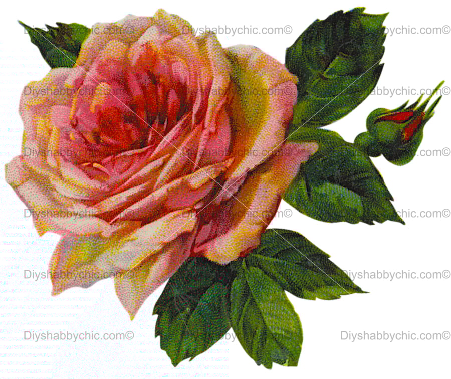 Waterslide Wood Furniture Decal Vintage Image Transfer DIY Shabby Chic Big Rose