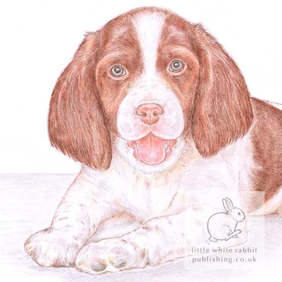 Ginny the Springer Spaniel - Blank Card