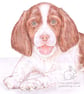 Ginny the Springer Spaniel - Blank Card - Image 1