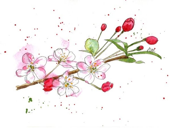 Pink apple blossom, framed original watercolour painting 