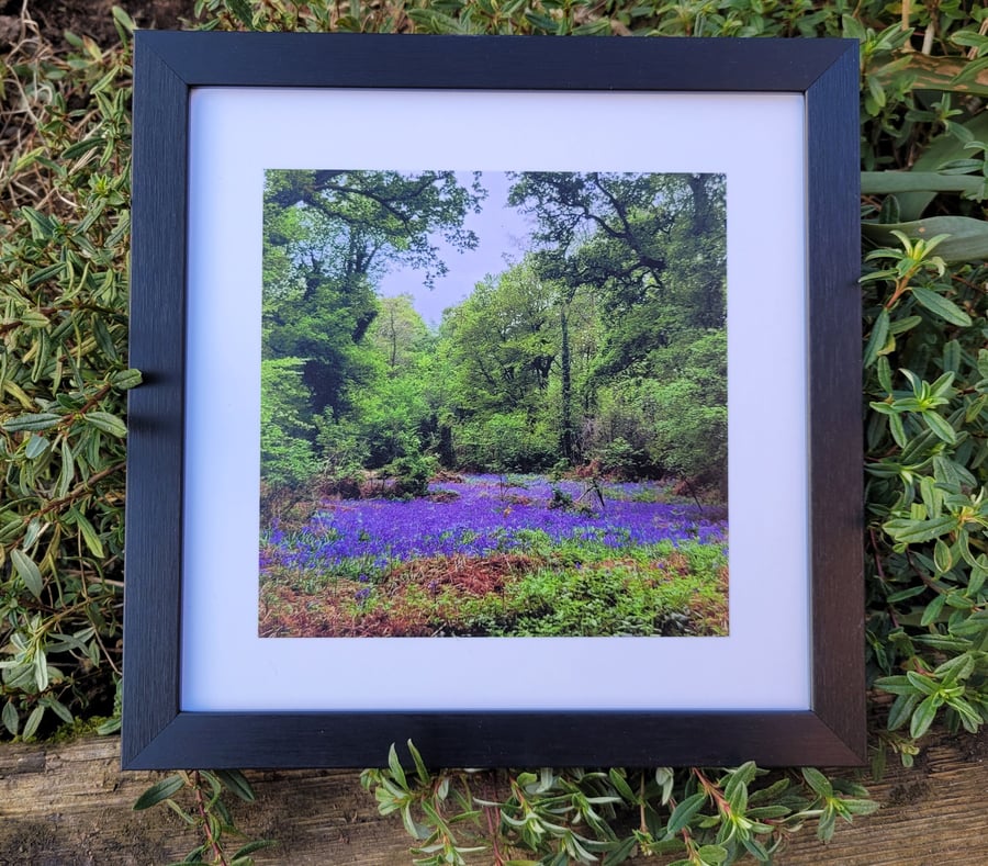 Photo tile of bluebells in Goytre House Wood