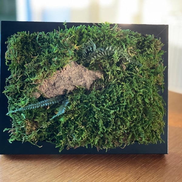 Framed Forest Vignette