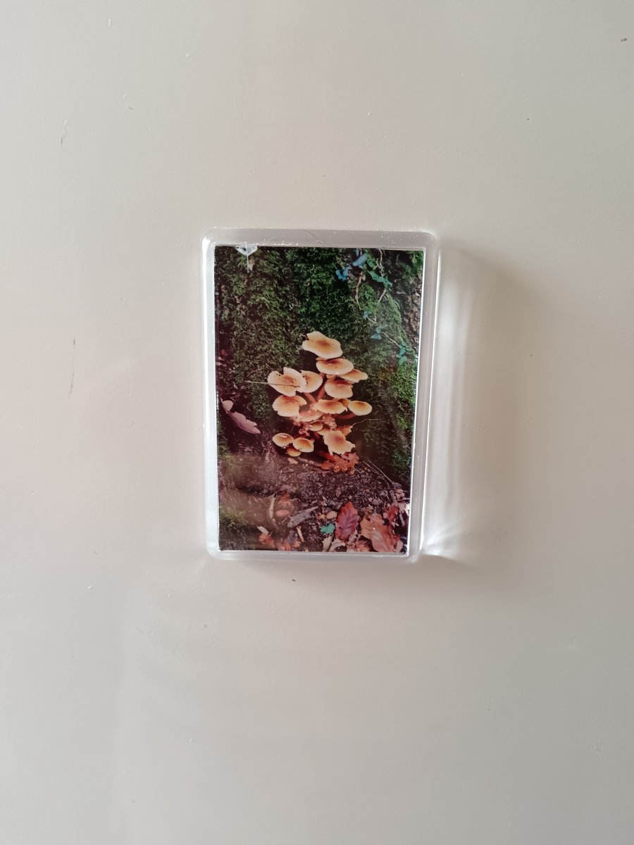 Wild Mushrooms Forest Themed Photography Fridge magnet 