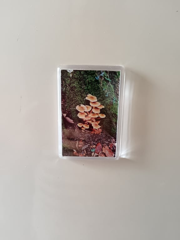 Wild Mushrooms Forest Themed Photography Fridge magnet 