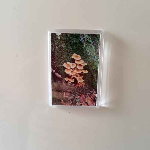 Wild Mushrooms Forest Themed Photography Fridge magnet 