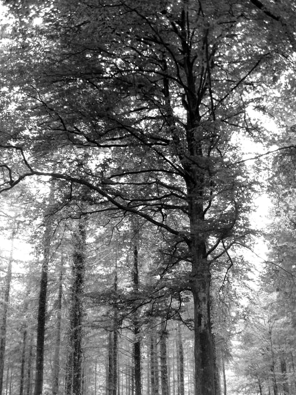 Trees - Black and White