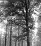 Trees - Black and White