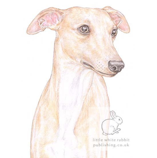 Oscar the Whippet - Blank Card