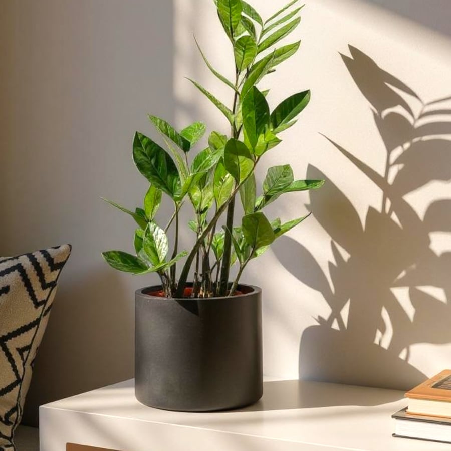 Large Charcoal Grey Plant Pot  - Minimalist Round Graphite Houseplant Planter