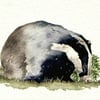Watercolour sketch - Snuffling Badger