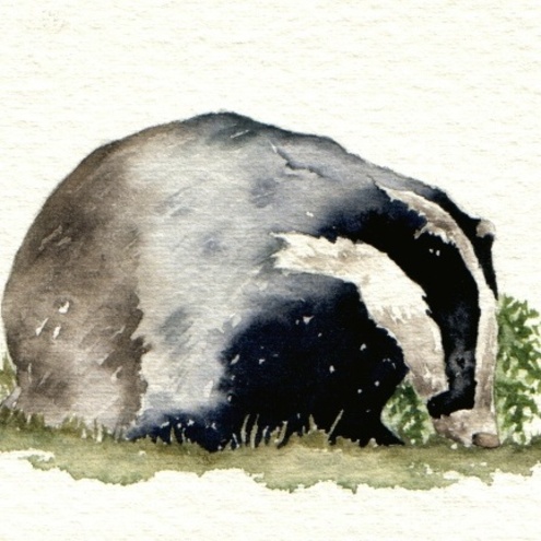 Watercolour sketch - Snuffling Badger