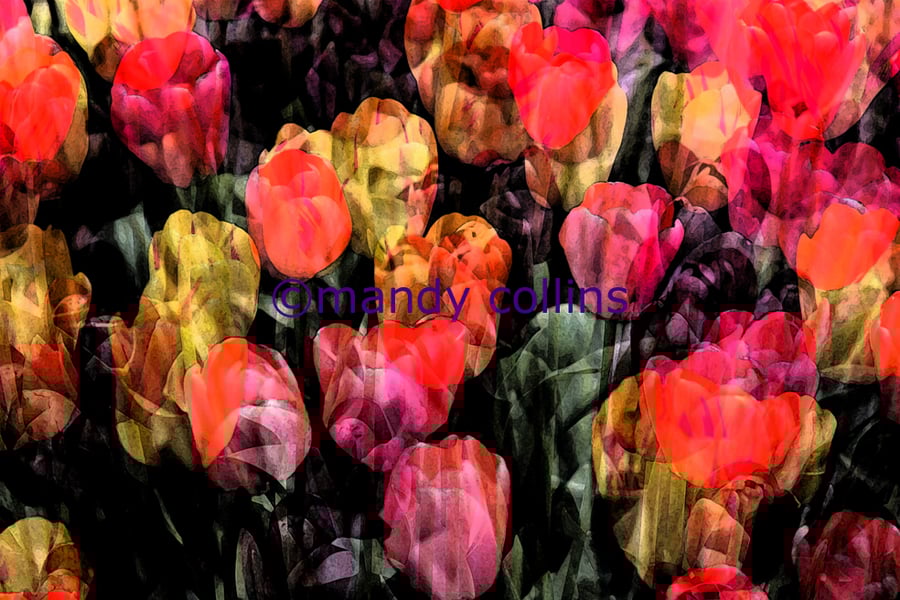 'Tulip Garden' - A4 Archival Matte Giclee print