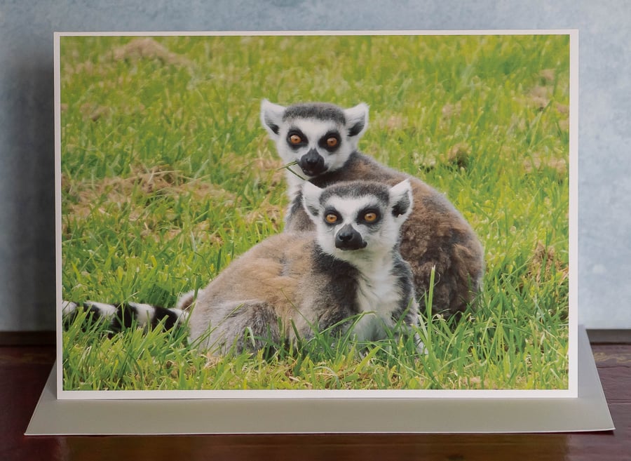 Ring Tailed Lemurs Ethically Made A5 Blank Greetings Card