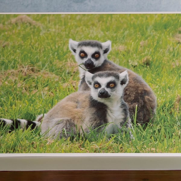 Ring Tailed Lemurs Ethically Made A5 Blank Greetings Card