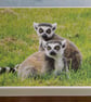 Ring Tailed Lemurs Ethically Made A5 Blank Greetings Card - Image 1