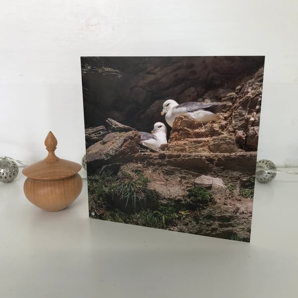 Greetings Card - Blank Photographic Greetings Card - Nesting Fulmars