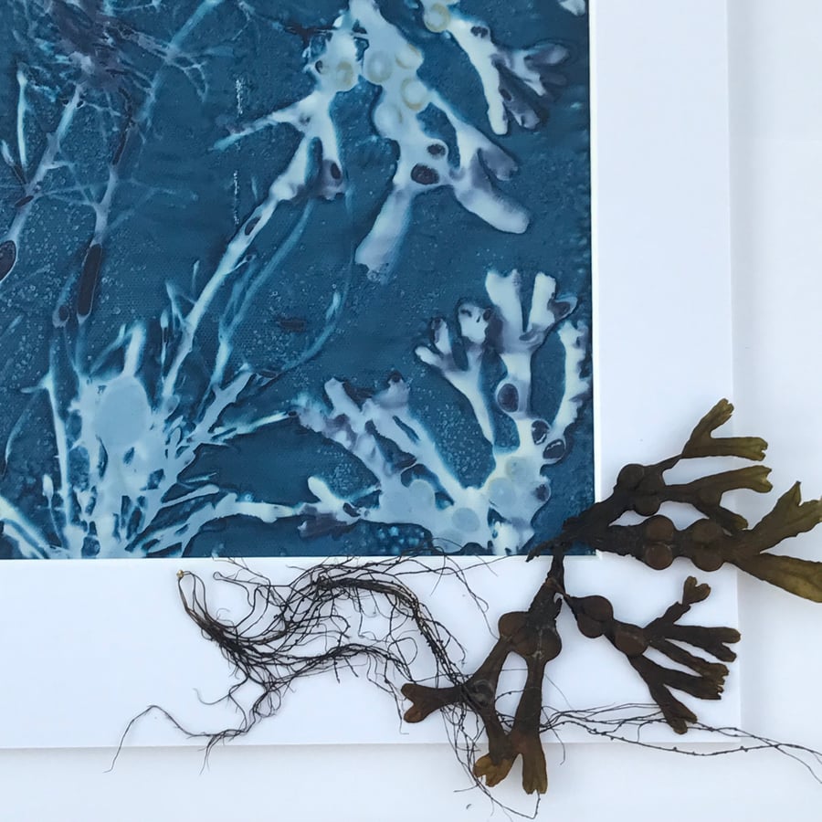 Seaweed meets Cyanotype- 'Sea Vegetables' an Original Cyanotype Photogram.