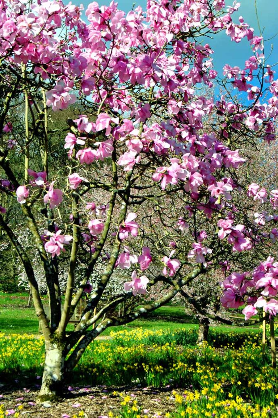 Magnolia Tree Batsford Arboretum Cotswolds UK 12"x18" Print