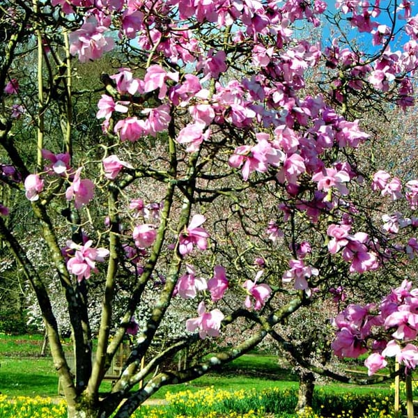 Magnolia Tree Batsford Arboretum Cotswolds UK 12"x18" Print