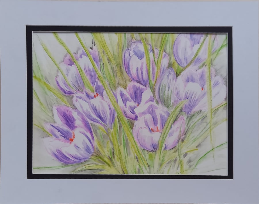 Pencil drawing crocuses 