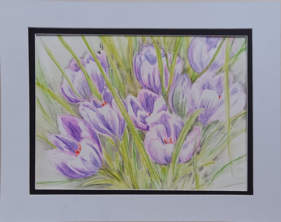 Pencil drawing crocuses 