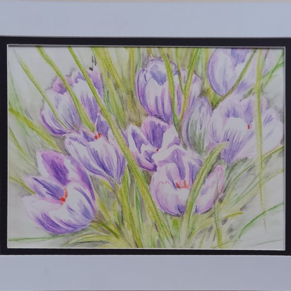 Pencil drawing crocuses 