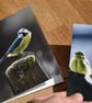 Blue Tit Greeting Card & Bookmark Set - Original Nature Photography - Image 3