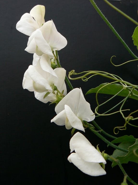 A5 Card - Sweet Peas
