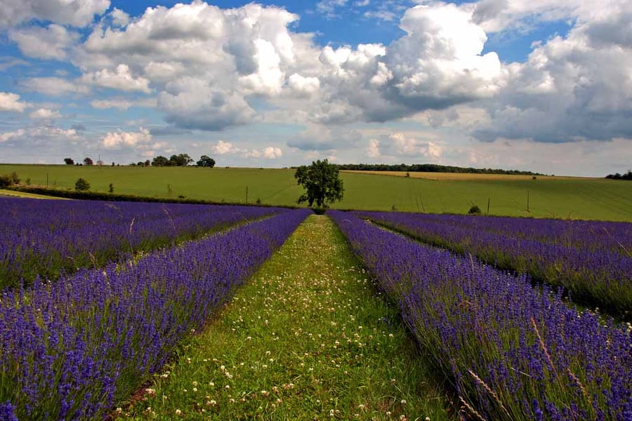 Lavender Field Purple Flowers Cotswolds UK Photograph Print