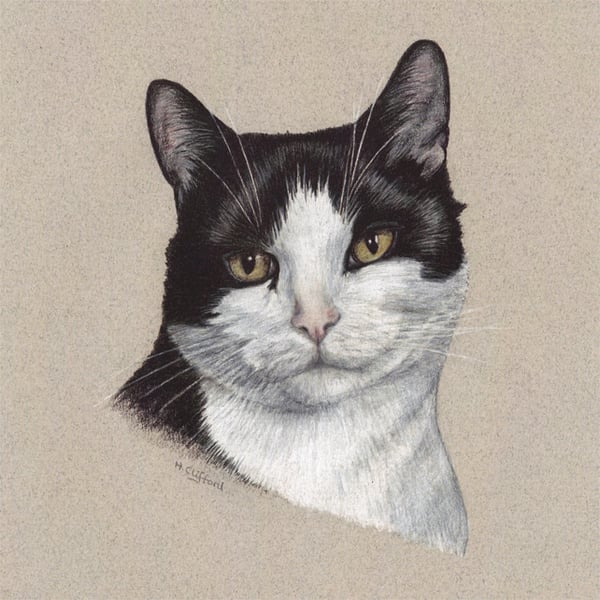 Black and White Cat - Fine Art Print