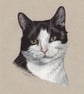 Black and White Cat - Fine Art Print - Image 1