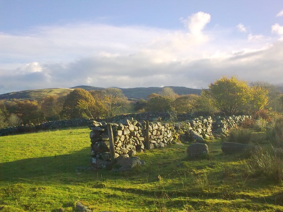 The Rocking Sheep Company