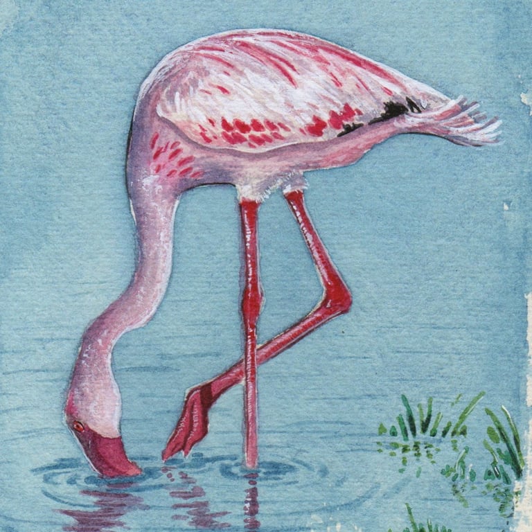 Feeding Flamingo Original Watercolour Painting