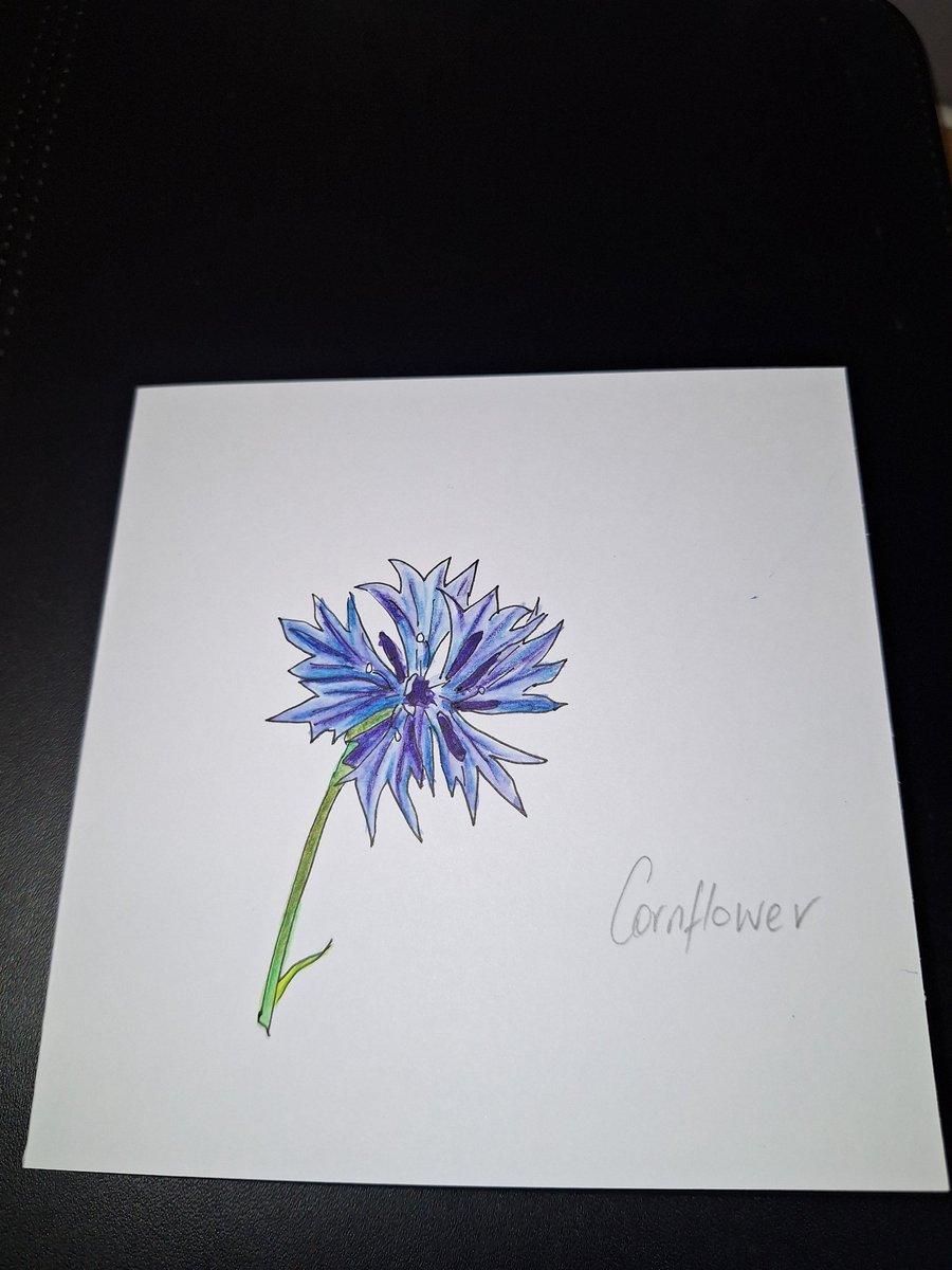 Original Handpainted Greetings Card- Cornflower