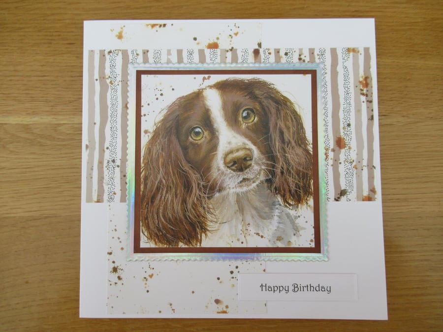 Springer Spaniel - 7x7" Birthday Card