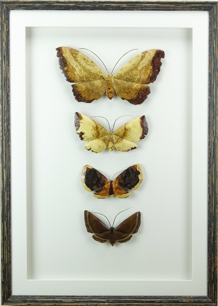 Image of Moth collection