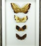 Moth collection - Image 1