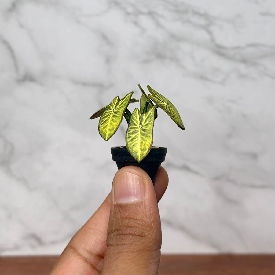 Miniature Aaron Caladium Plant - Handmade, 1:12 Scale, Dollhouse plant 
